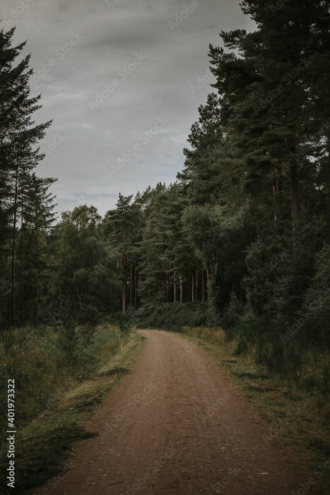 road in the woods road in the woods