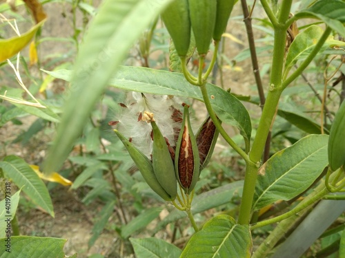 the flying seeds of the  blood-flower Milkweed design for the growth of green plants photo