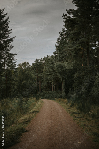 road in the woods