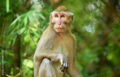 Macaca fascicularis (long-tailed monkey) or monkey in the jungle, Close up detail of long tailed monkey