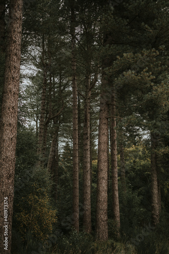 trees in the forest