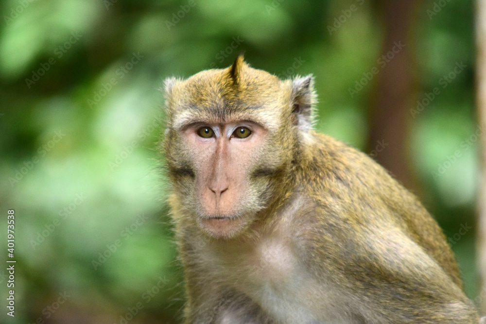 Macaca fascicularis (long-tailed monkey) or monkey in the jungle, Close up detail of long tailed monkey Macaca fascicularis (long-tailed monkey) or monkey in the jungle, Close up detail of long tailed monkey