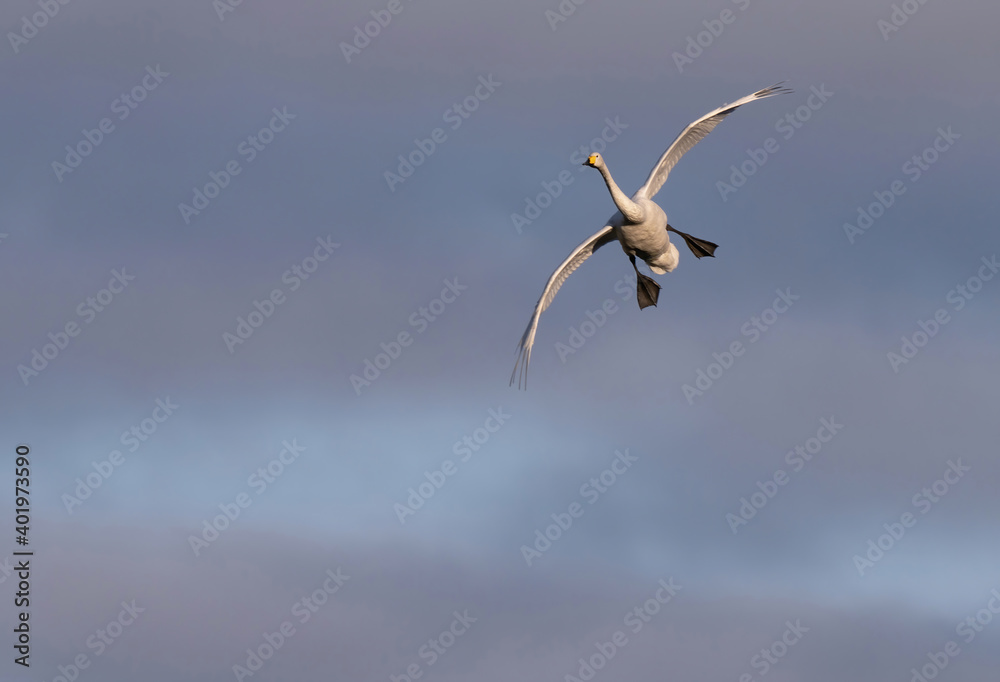 Sångsvan (Cygnus cygnus). Whooper Swan. Sångsvan (Cygnus cygnus). Whooper Swan.
