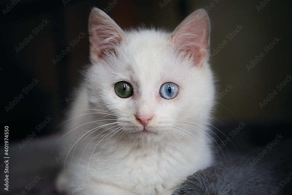 Beautiful white kitten with multicolored eyes