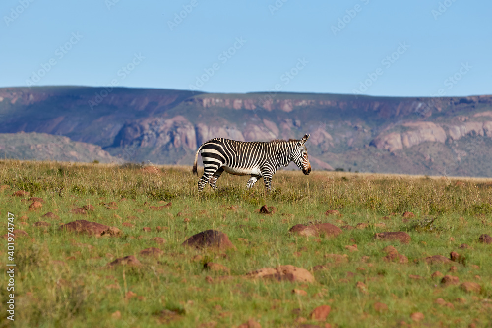 Naklejka premium A Mountain Zebra walking on top of the hills