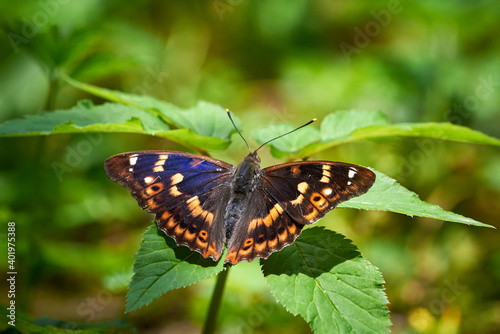 Lesser purple emperor butterfly (Apatura ilia)