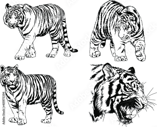 vector drawings sketches different predator   tigers lions cheetahs and leopards are drawn in ink by hand   objects with no background