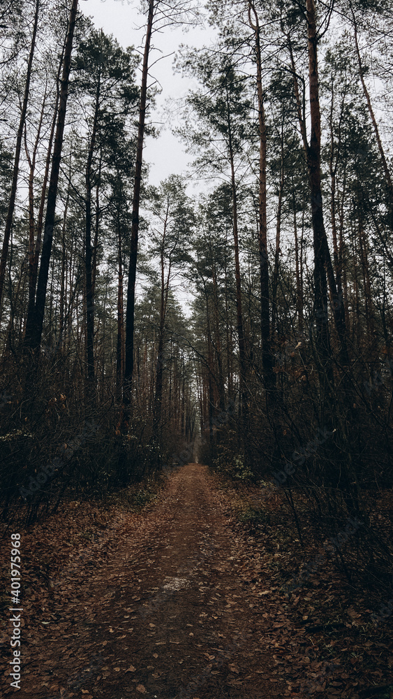 Path in the forest