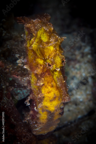 Yellow seahorse on coral reef portrait