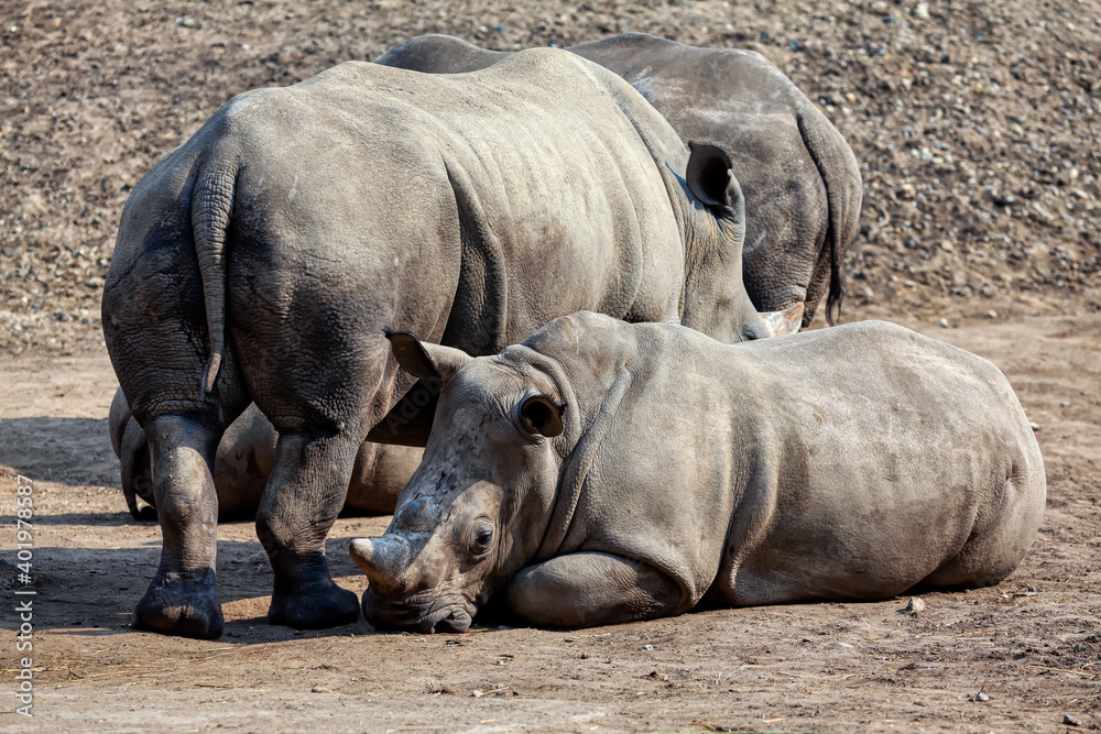 Rhinos in the wild . Ceratotherium Simum , White Rhino Rhinos in the wild . Ceratotherium Simum , White Rhino