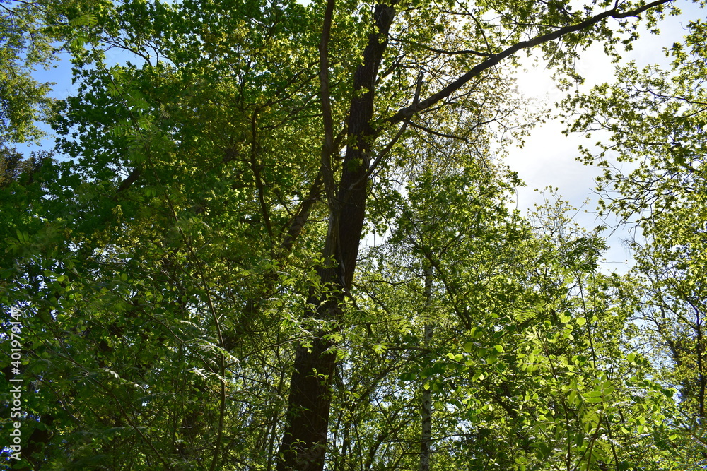 Fototapeta premium Waldfotografie, Bäume, Natur