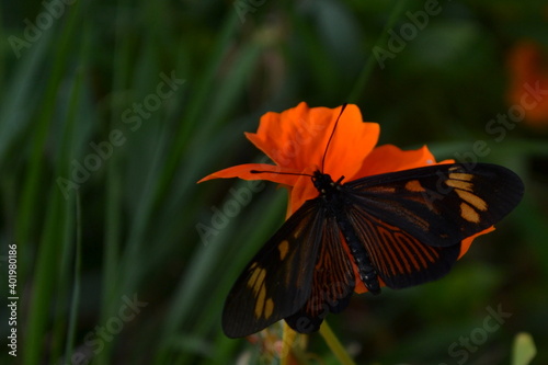 butterfly on flower photo