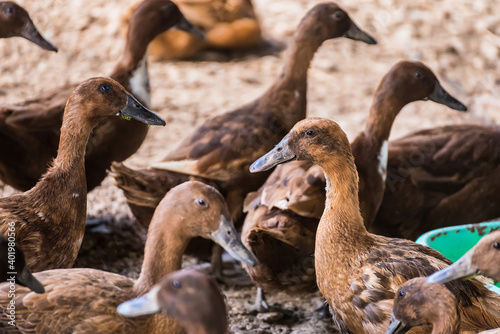 Brown duck in cage from local animals agriculture of Thailand for egg harvesting