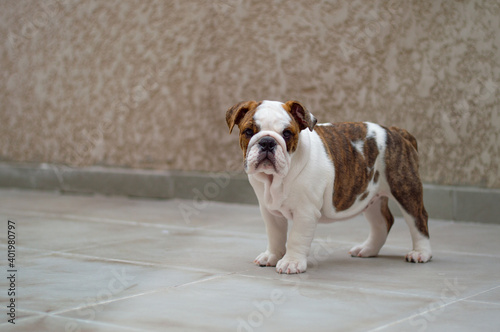 Fototapeta Naklejka Na Ścianę i Meble -  English Bulldog Puppy