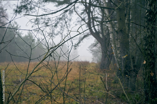 Fototapeta Naklejka Na Ścianę i Meble -  jesienne drzewa ,mgła 