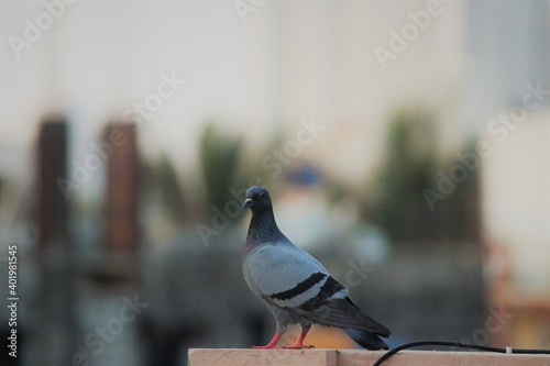 Pigeon