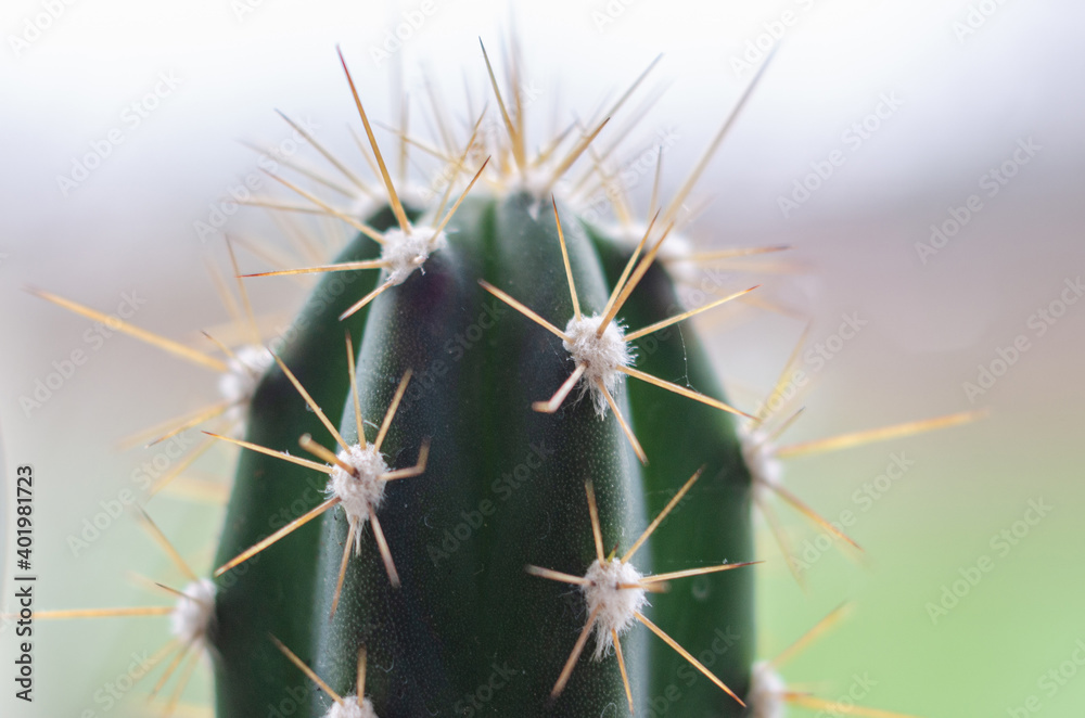 Close up view of a cactus plant which on a kitchen windowsill.