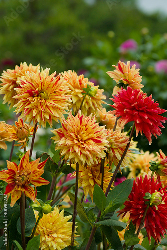 red and yellow dahlia flowers