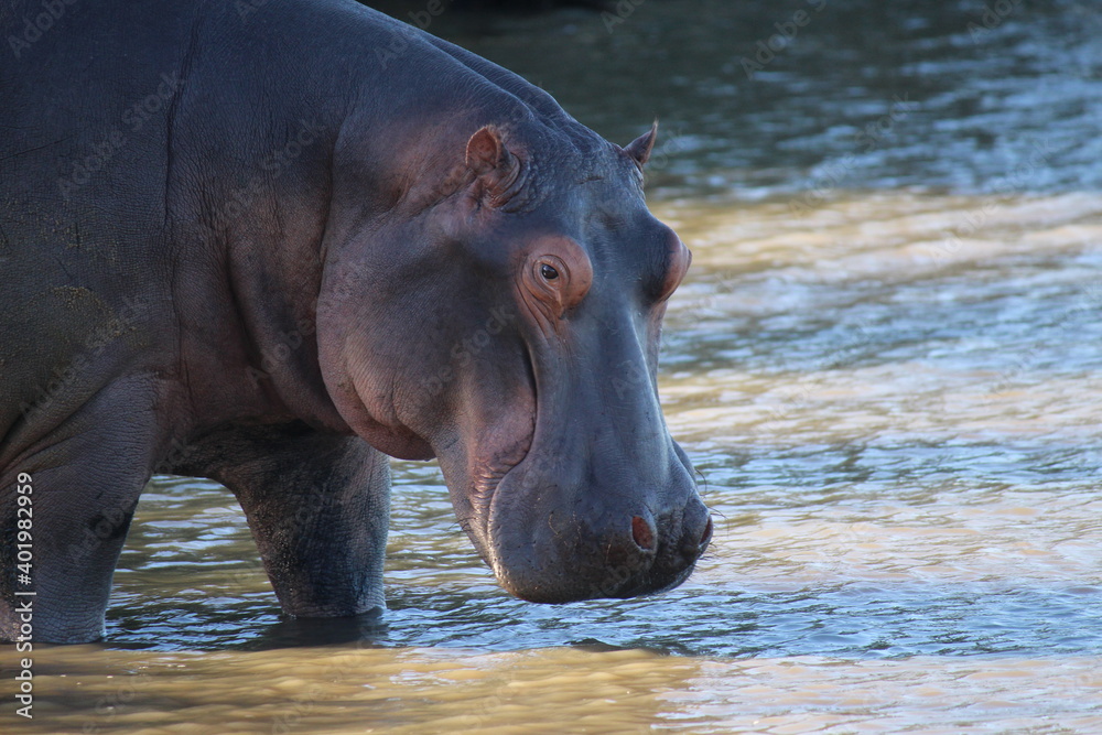 hippo in water