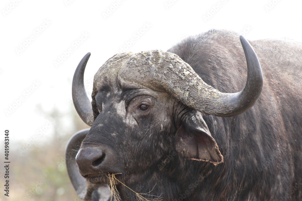 Photo sur Plexiglas Anti-reflet close up of a buffalo - Nikkel-Art.fr