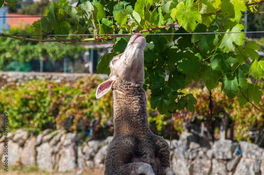 Obraz premium A sheep eating from a tree.