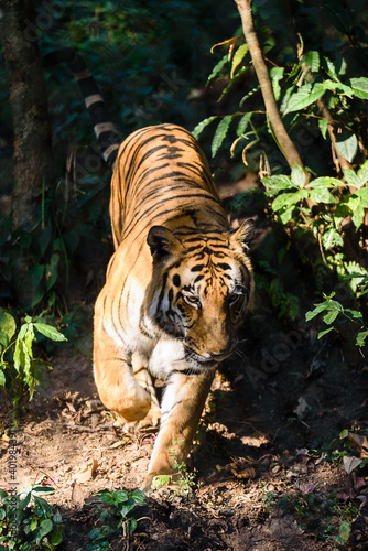 Tiger in Sikkim