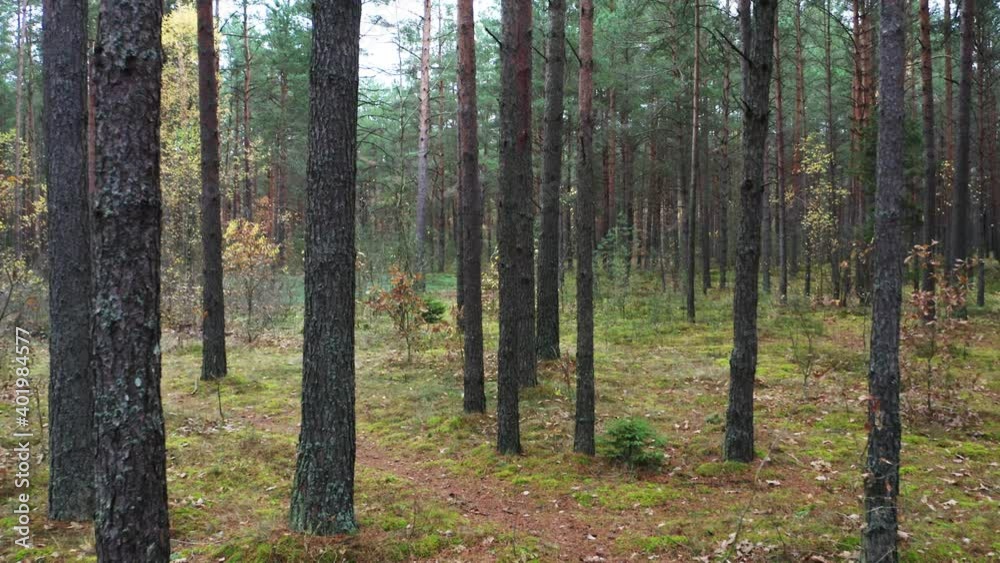 Drone shot flying on autumn pine tree forest. Slow flight in forest on fall season.
Drone shot flying on autumn pine tree forest. Slow flight in forest on fall season.