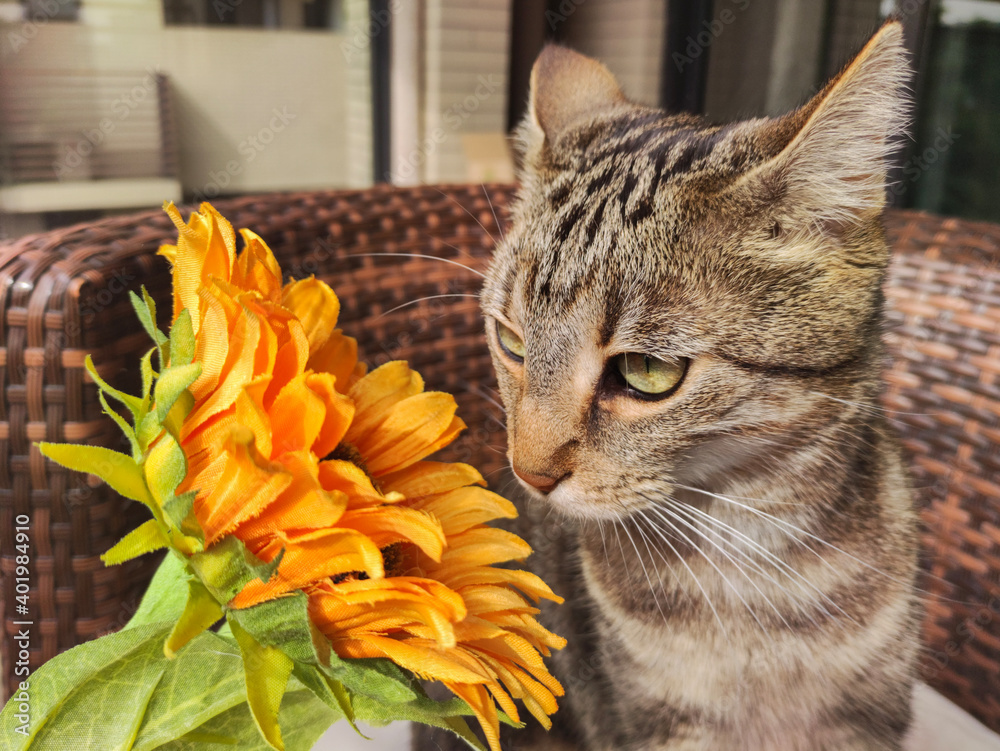 Naklejka premium Cute tabby cat looking at sunflower close up