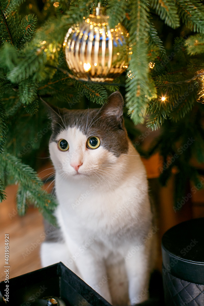 Cute white-grey cat under the green Christmas tree with golden toys