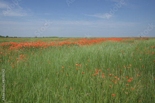 Red poppy flowers in a field on a sunny day. Clear blue sky over a poppy field. Scenery. Red wildflowers.