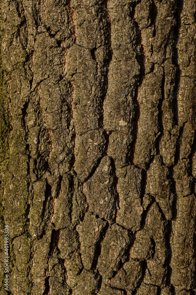 A trunk with a distinct, cracked bark illuminated by autumn and winter sunlight A trunk with a distinct, cracked bark illuminated by autumn and winter sunlight