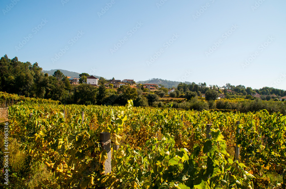 Vineyard in the north of Portugal. Vineyard in the north of Portugal.
