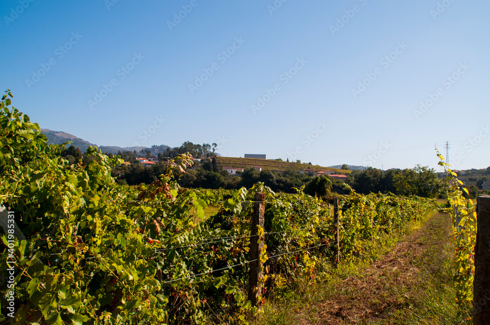Vineyard in the north of Portugal.