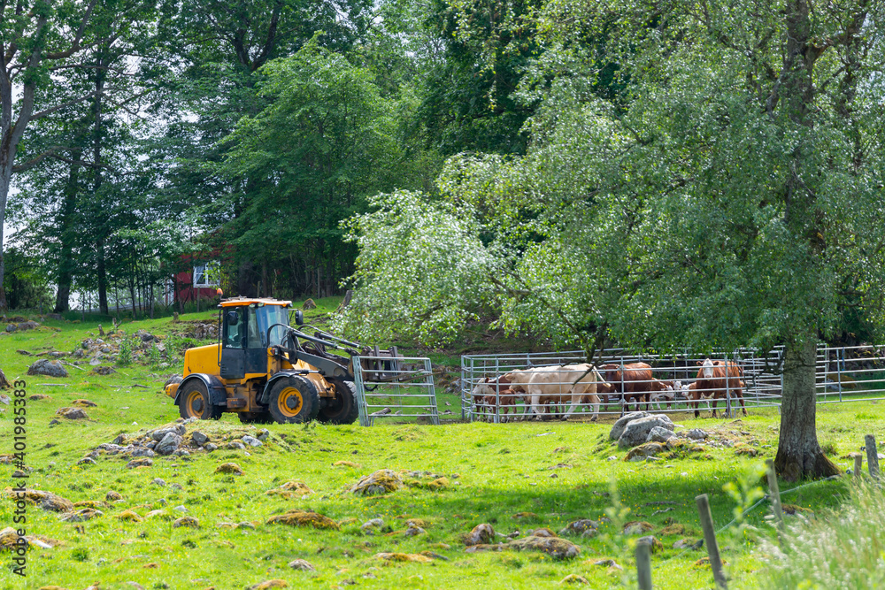 Yellow tractor mowing the fence around cows in forest farm in Sweden, fence building, farm work, machinery