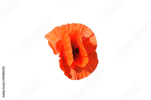 Big red poppy flower in a close-up. Beautiful flower with red petals. Isolated on white background.