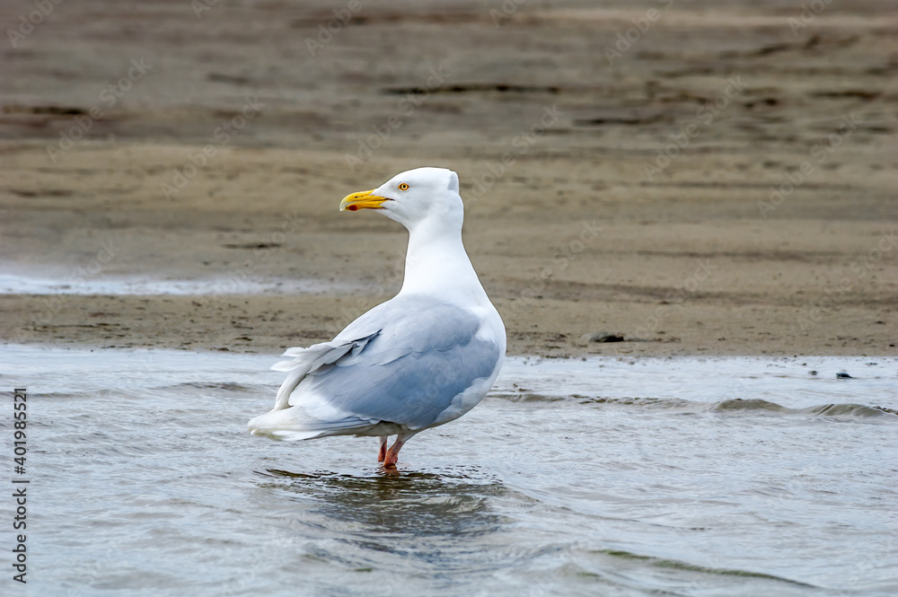 Fototapeta premium Glaucous Gull (Larus hyperboreus) in Barents Sea coastal area, Russia