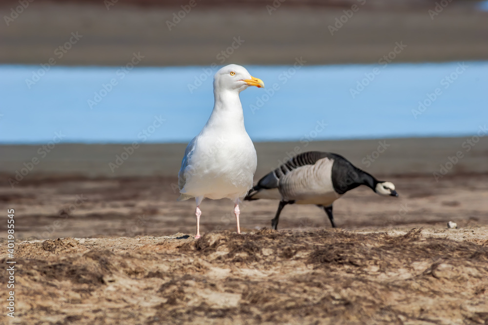 Glaucous Gull (Larus hyperboreus) and Barnacle Goose (Branta leucopsis) in Barents Sea coastal area, Russia