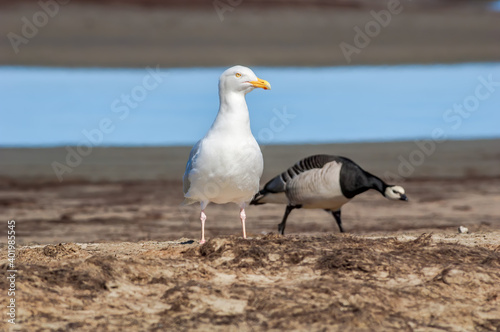 Glaucous Gull (Larus hyperboreus) and Barnacle Goose (Branta leucopsis) in Barents Sea coastal area, Russia