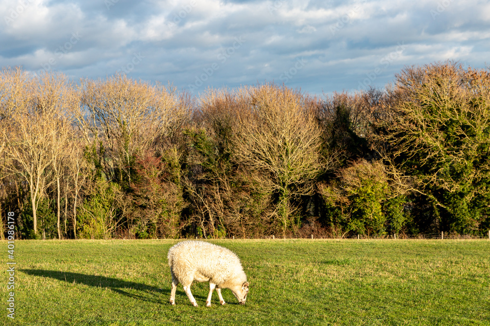 Fototapeta premium A Sheep Grazing in a Field