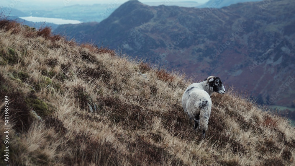 Fototapeta premium Swaledale horned sheep grazing high on the pete covered mountainside of Mam Tor in the Lake District of Northern England in winter