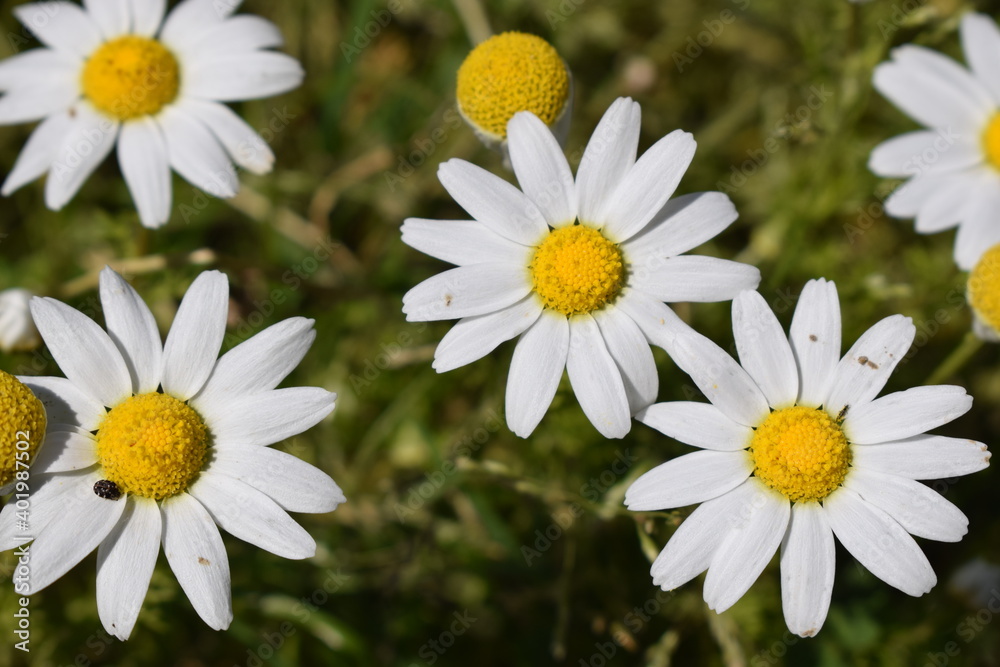 Obraz premium daisies in a garden