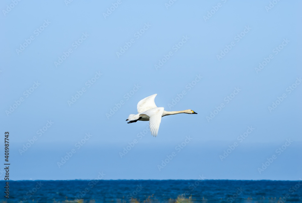 Bewick's Swan (Cygnus bewickii) in Barents Sea coastal area, Russia Bewick's Swan (Cygnus bewickii) in Barents Sea coastal area, Russia