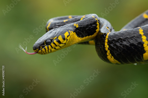 Close up of a snake