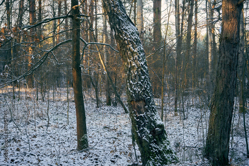 Fototapeta Naklejka Na Ścianę i Meble -  zimowe drzewa 