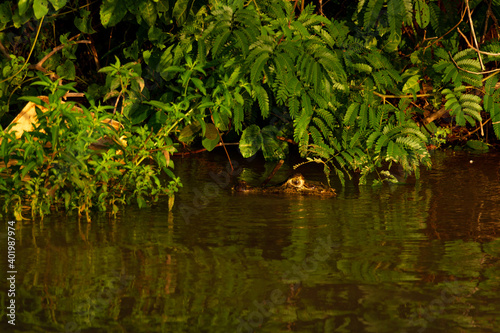 Pantanal alligator