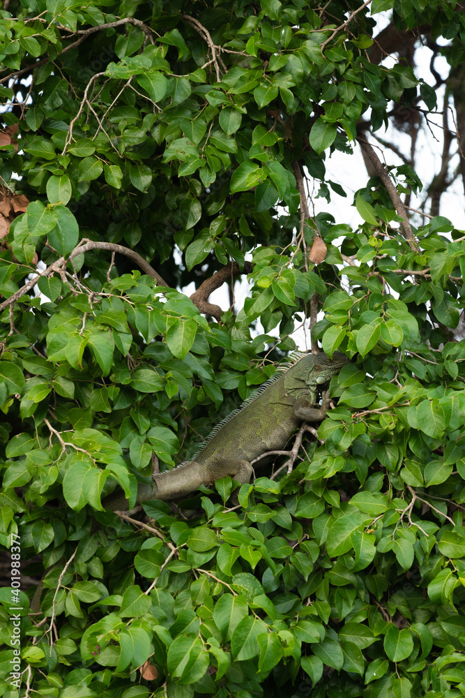 Fototapeta premium Pantanal Iguana