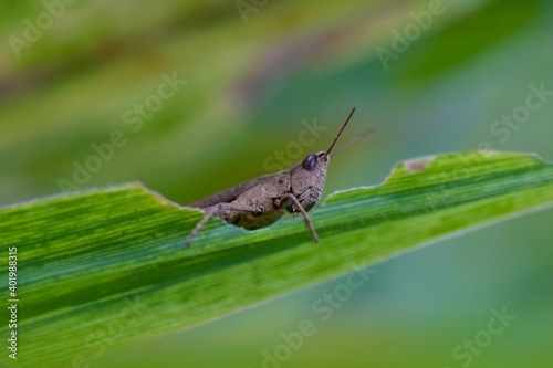 Close up of a brown grasshopper eating leaves