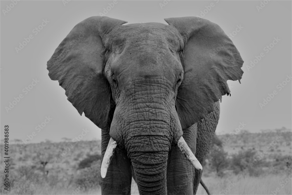 African elephant black and white