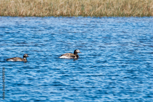 Pair of Long-tailed Duck (Clangula hyemalis) drake in Barents Sea coastal area, Russia