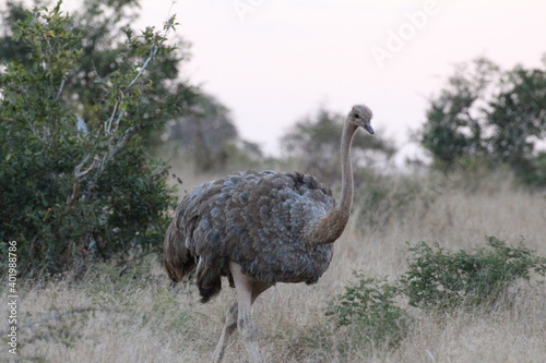 female ostrich in the wild